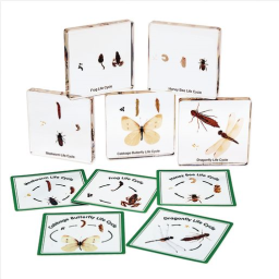 Excellerations® Insect Life Cycle Specimens - Set of 5